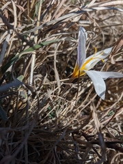 Crocus tauricus