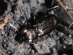 Notiophilus palustris
