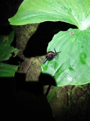Gastropoda