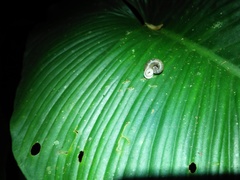 Gastropoda