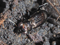 Notiophilus palustris