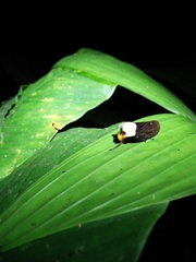 Oxypeltarion masoni