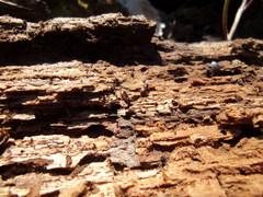 Oxypselaphus obscurus