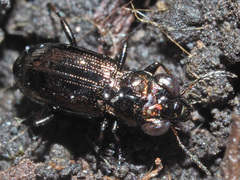 Notiophilus palustris