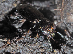 Notiophilus palustris