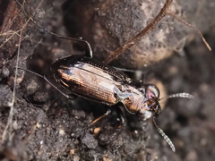 Notiophilus palustris
