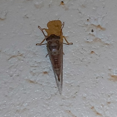 Palapsalta vitellina