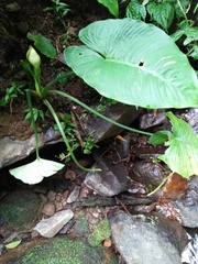 Aroideae