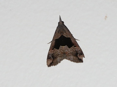 Hypena gonospilalis