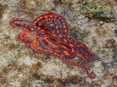 Image of Callistoctopus ornatus