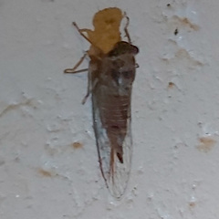 Palapsalta vitellina