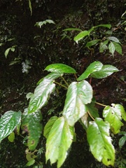 Magnoliopsida