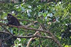 Cercopithecus cephus