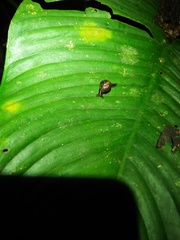 Gastropoda