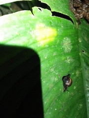 Gastropoda
