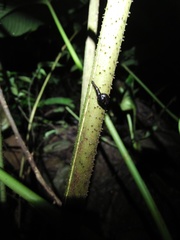 Gastropoda