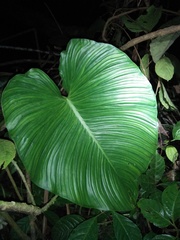 Aroideae