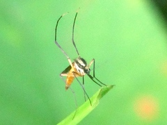 Psorophora longipalpus