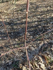 Cornus sanguinea australis