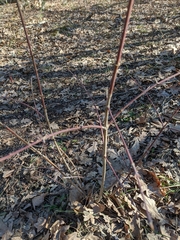 Cornus sanguinea australis