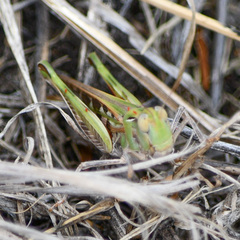 Aiolopus thalassinus