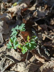 Corydalis paczoskii