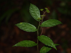Elatostema