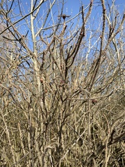 Rosa rugosa