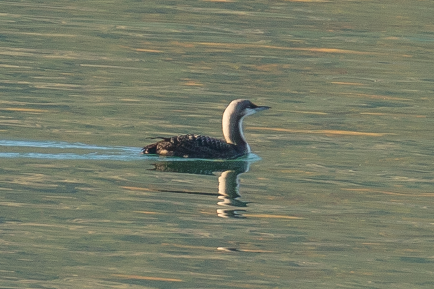 Pacific Loon