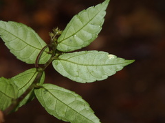 Elatostema