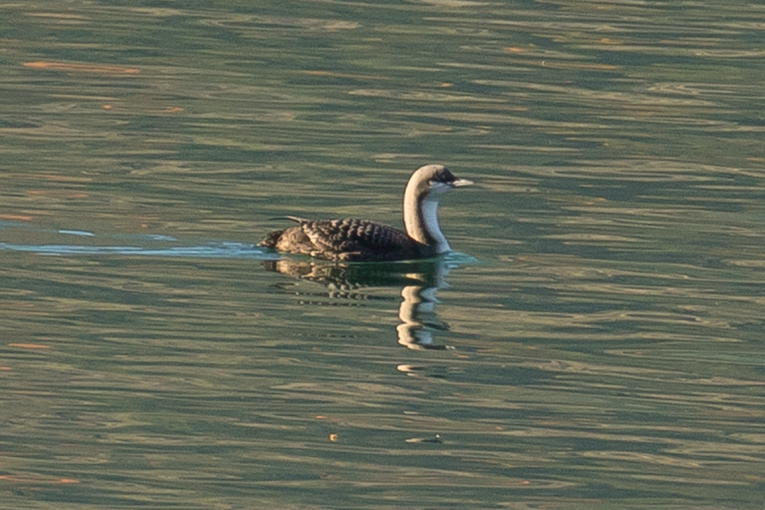 Pacific Loon