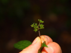 Elatostema