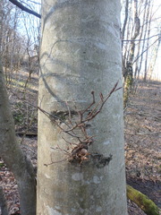 Fagus orientalis