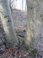 Fagus orientalis
