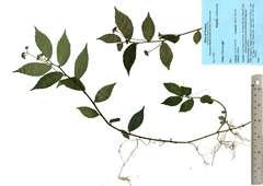 Elatostema