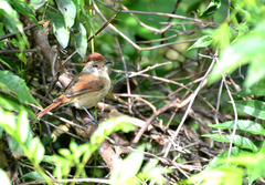 Thamnophilus ruficapillus