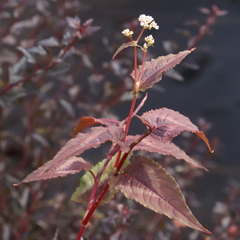Persicaria microcephala
