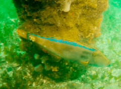 Meuschenia freycineti