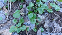 Ficaria verna calthifolia