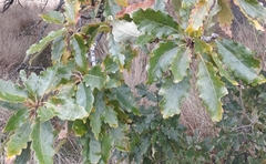 Quercus brantii