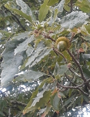 Quercus brantii