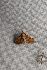 Nacoleia satsumalis