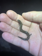 Hemiergis decresiensis