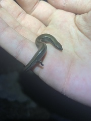 Hemiergis decresiensis