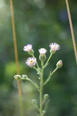 Erigeron acris podolicus