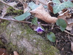 Viola alba dehnhardtii