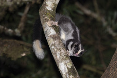 Striped Possum photo 3