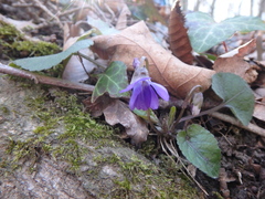 Viola alba dehnhardtii