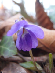 Viola alba dehnhardtii