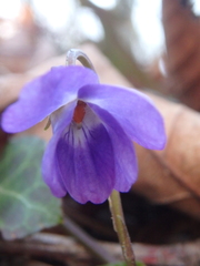 Viola alba dehnhardtii